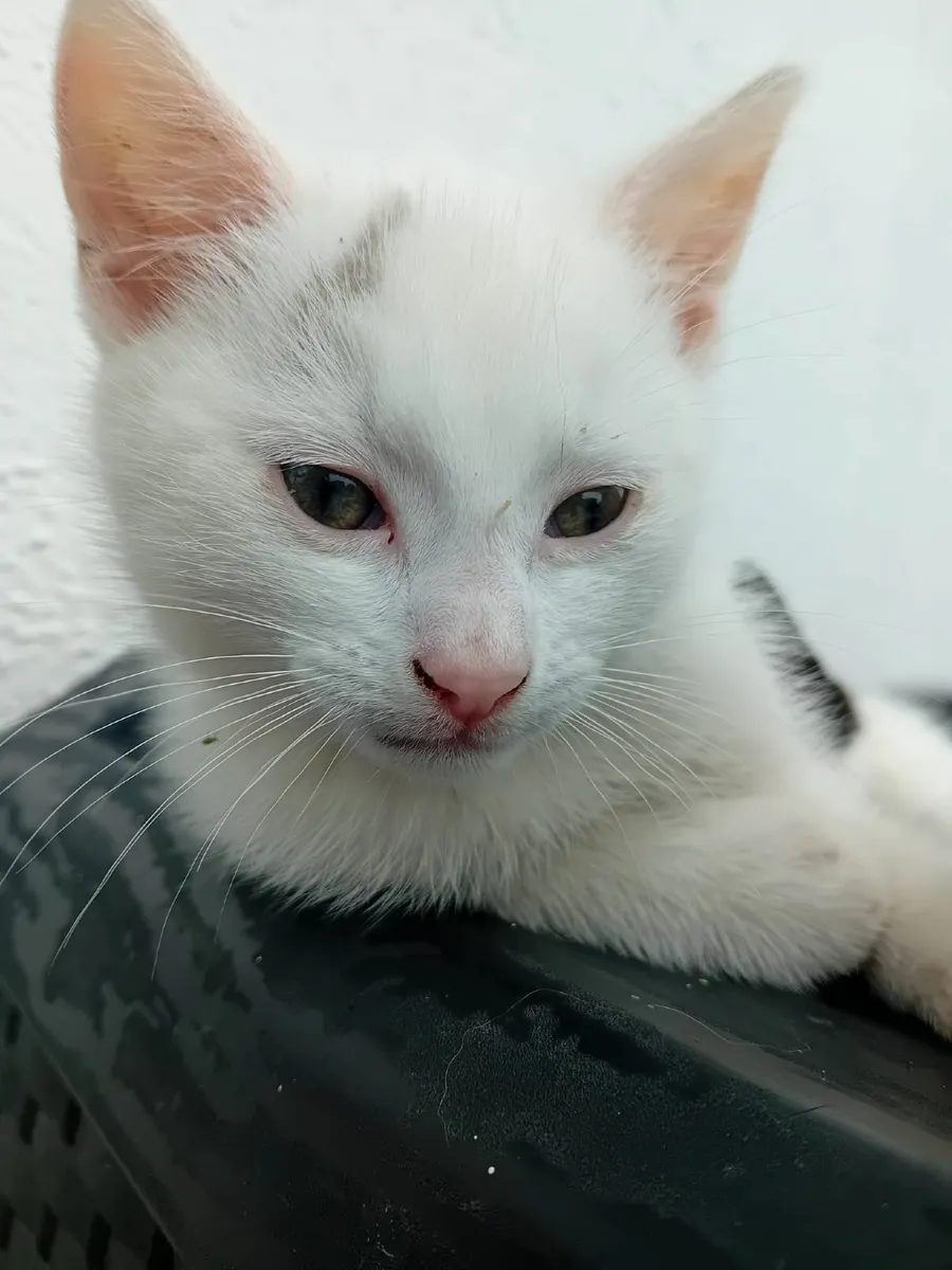 Kitten - Image 3