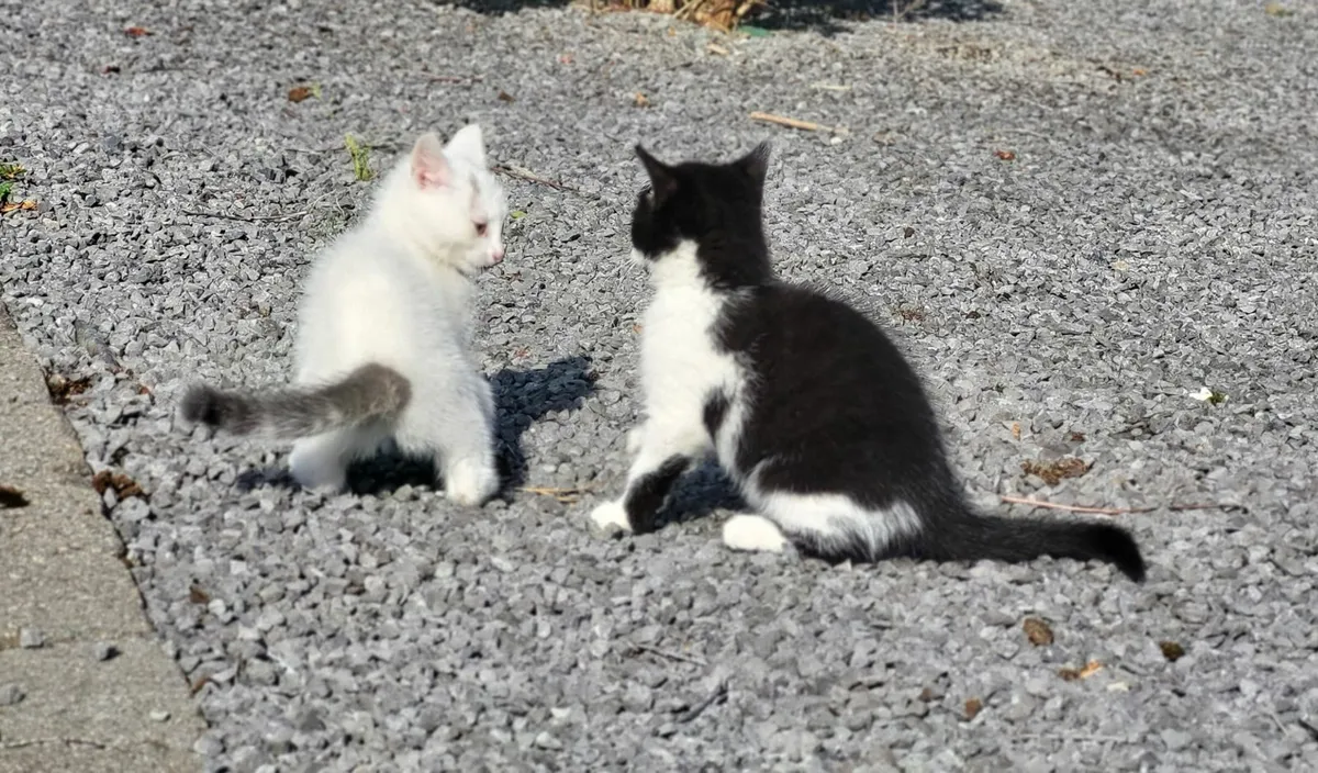 Kitten - Image 4