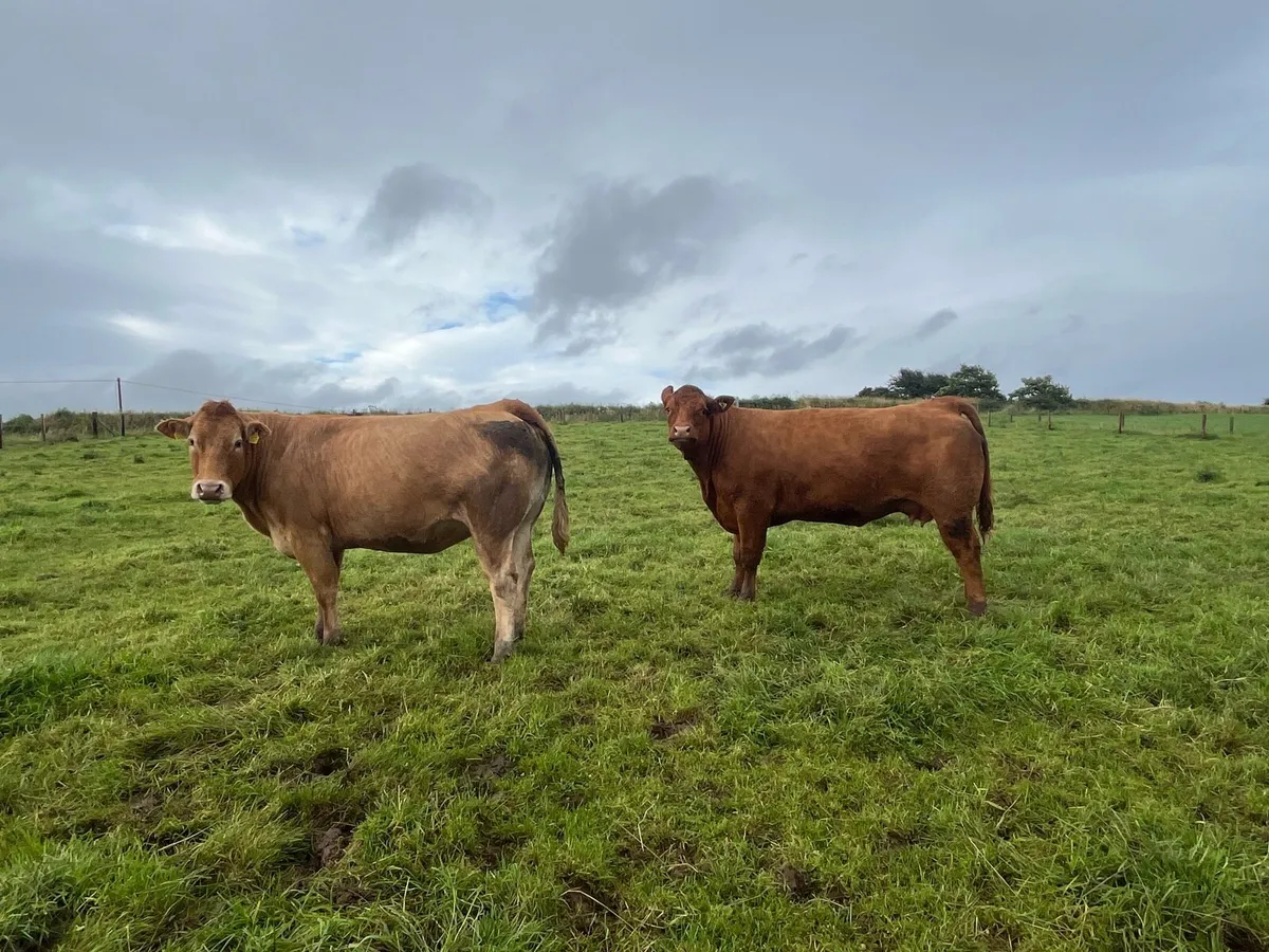 3 Springers - Image 1