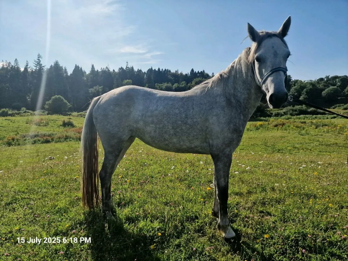 Connemara ponies - Image 2
