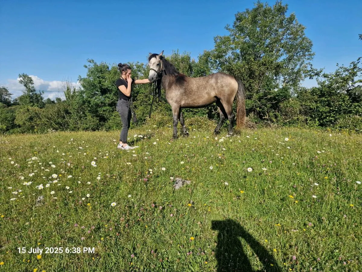 Connemara ponies - Image 1