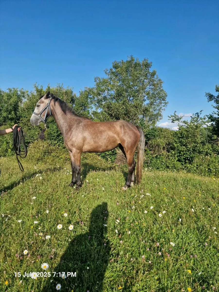 Connemara ponies - Image 1