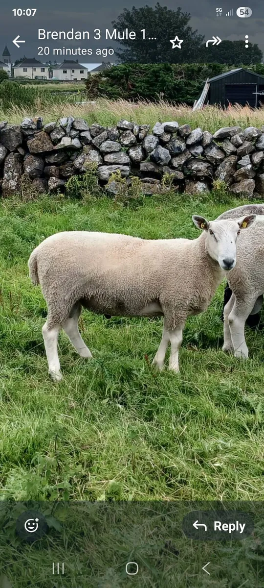 SIS ram lambs new pictures - Image 4