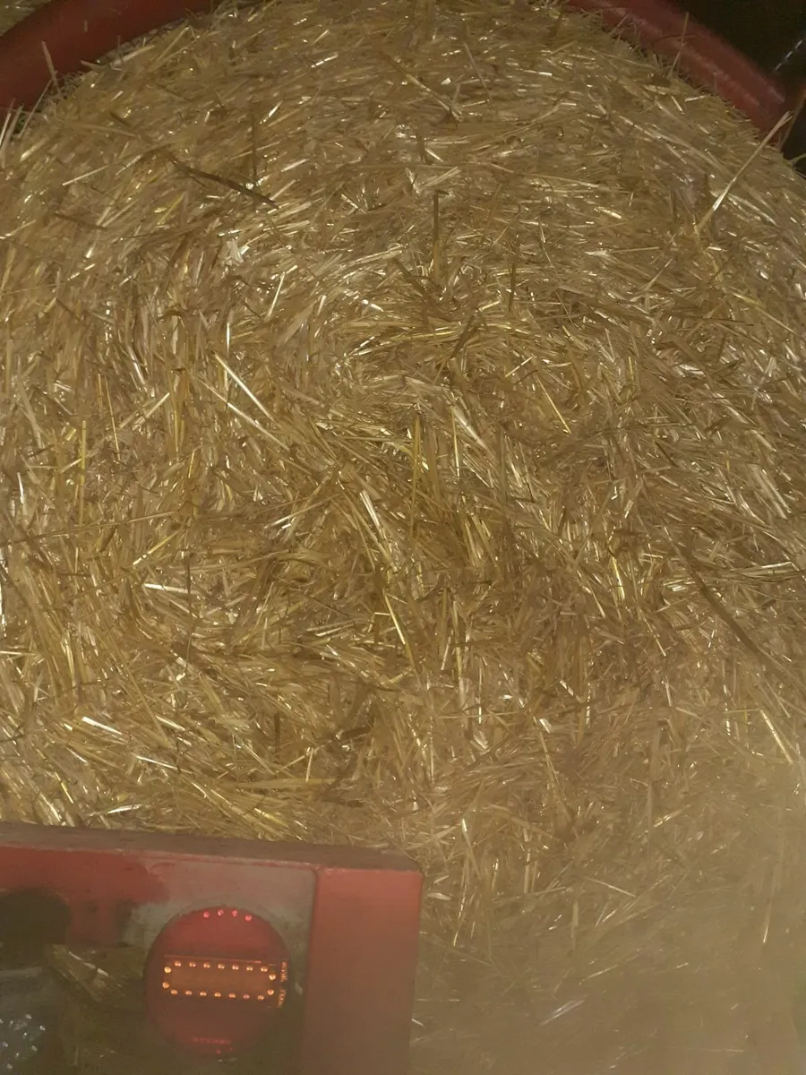 Barley straw - Image 4