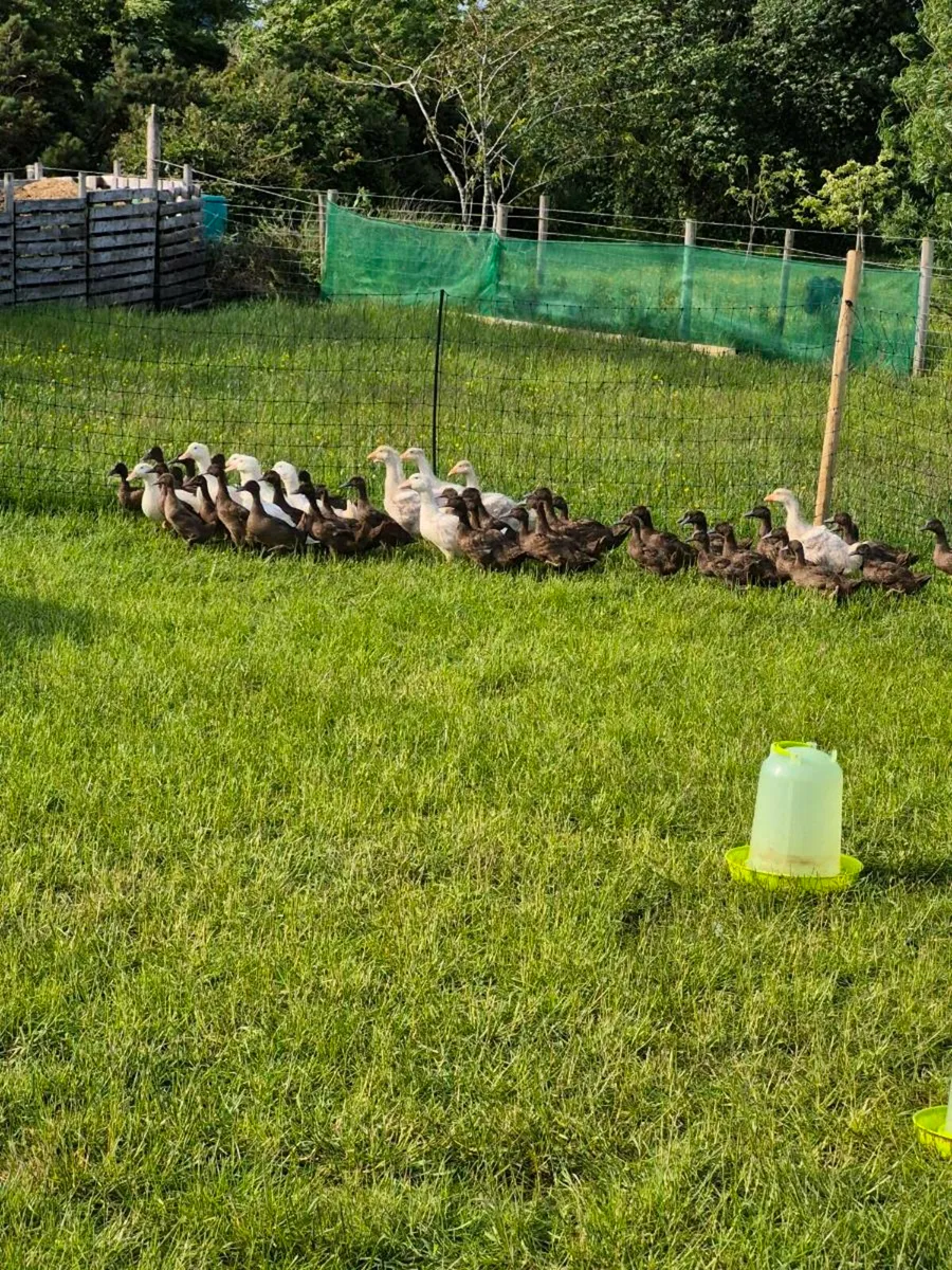 Hens Goslings and ducklings for Sale - Image 3
