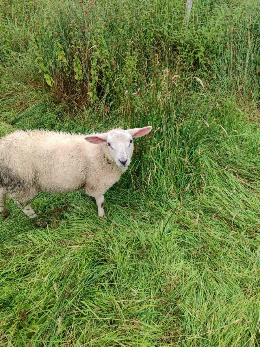 4 very quiet lambs - Image 1