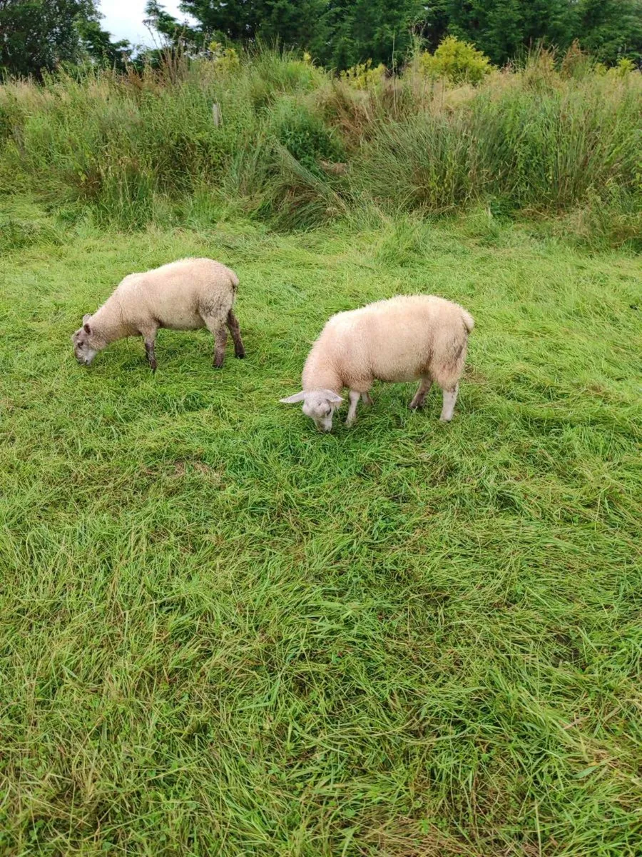 4 very quiet lambs - Image 2