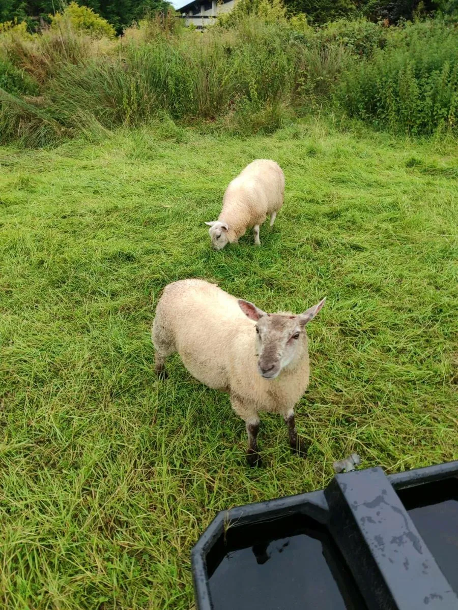 4 very quiet lambs - Image 3
