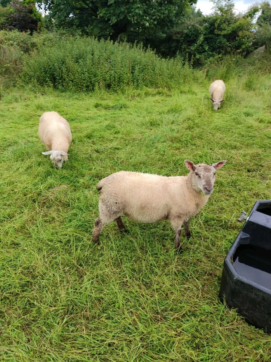 4 very quiet lambs - Image 4
