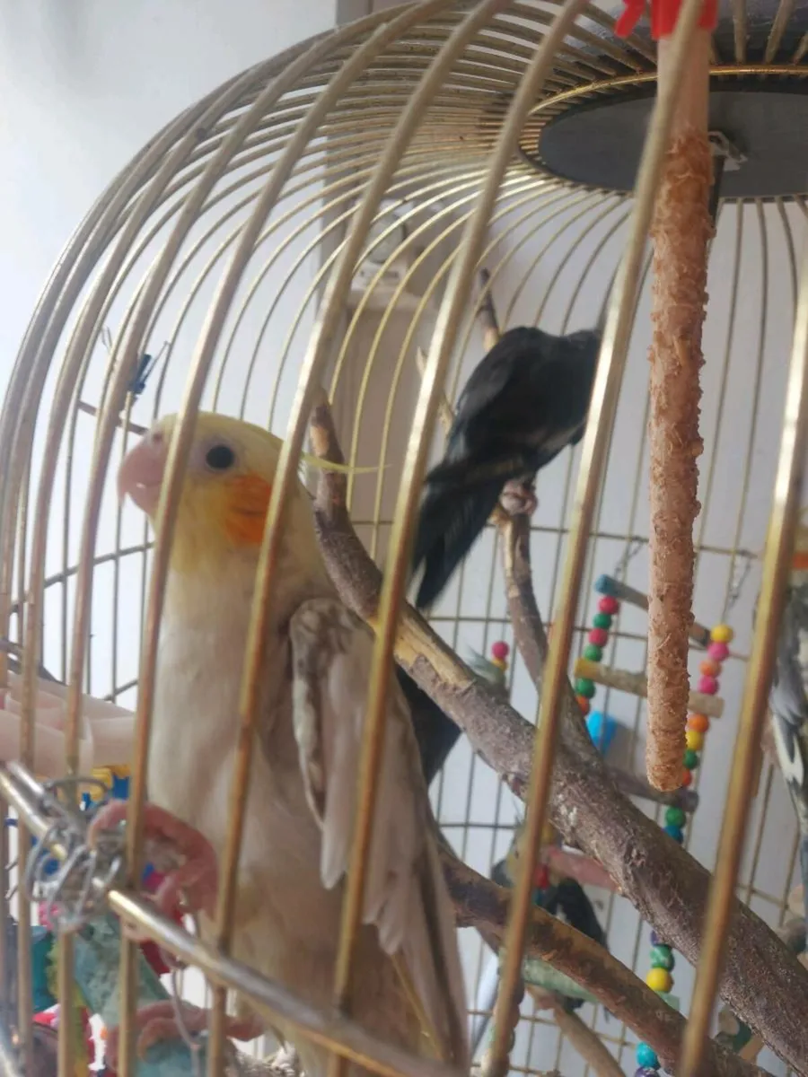 2 Cokatiel parrots - Image 1