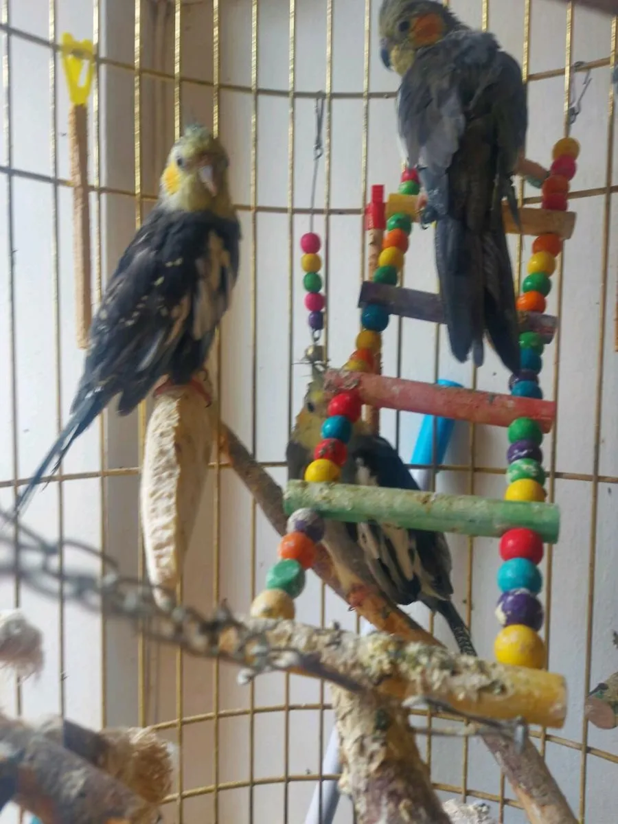 2 Cokatiel parrots - Image 2