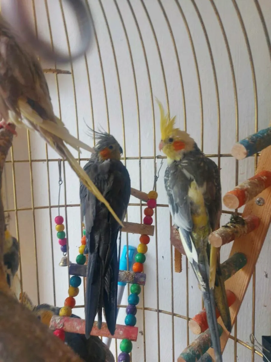 2 Cokatiel parrots - Image 3