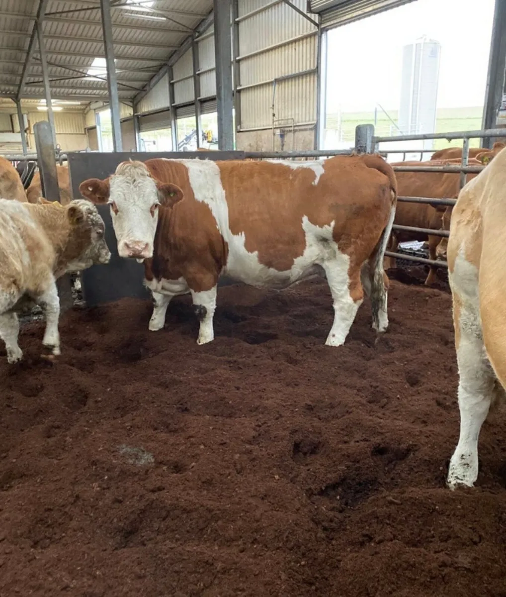 Top quality bedding peat