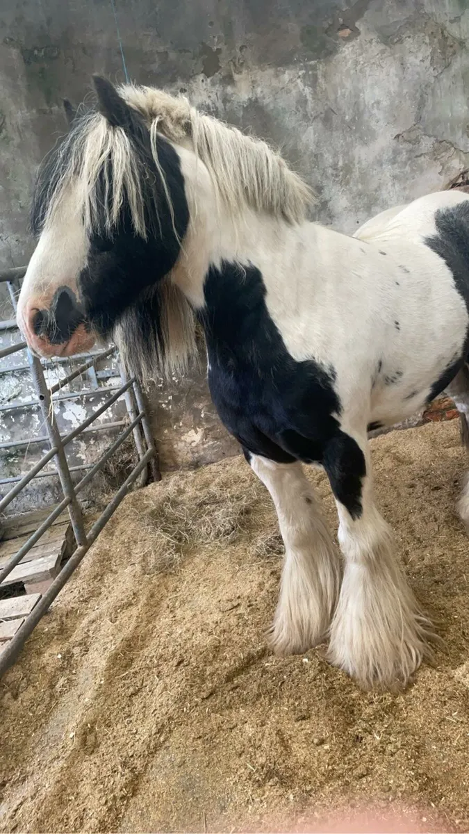 Pony - Image 1
