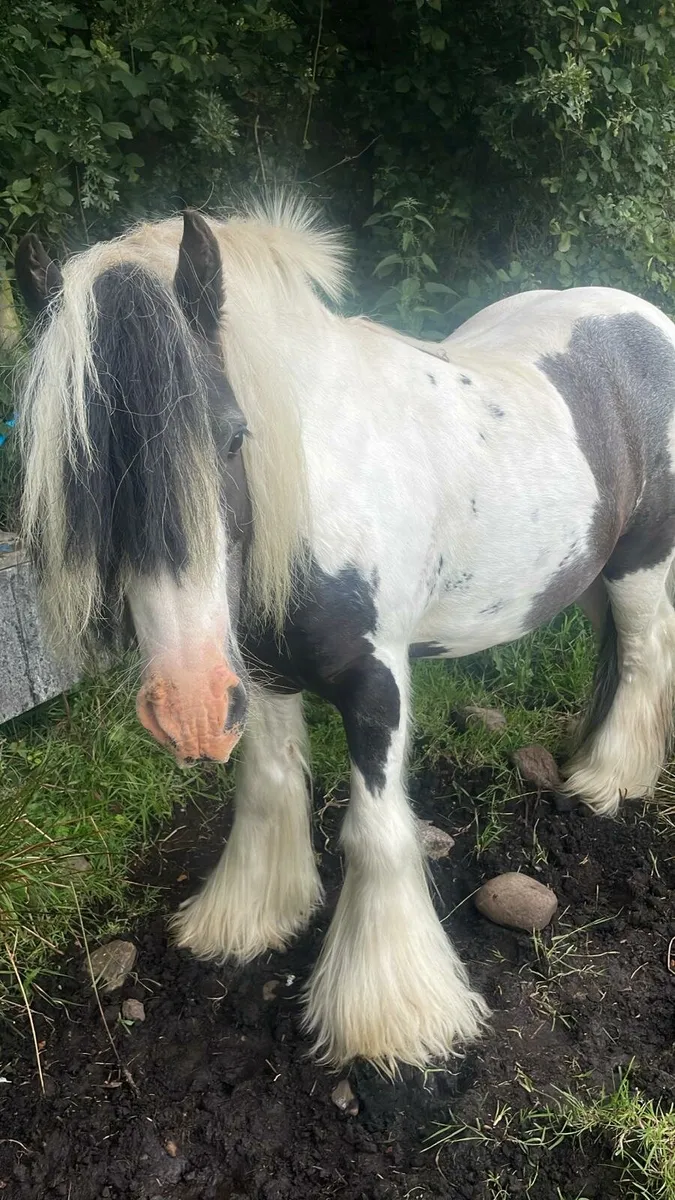 Pony - Image 3