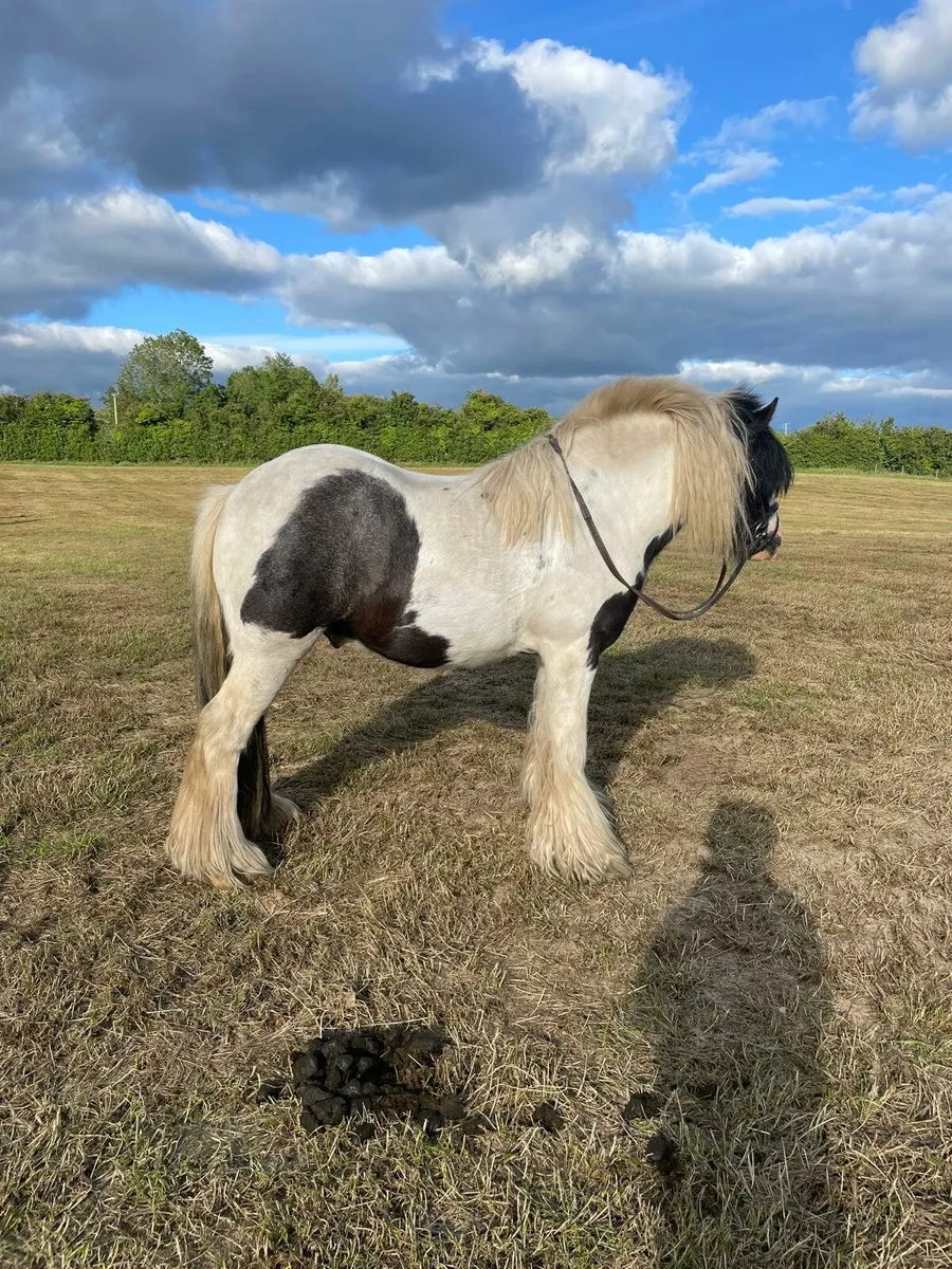 Pony - Image 4