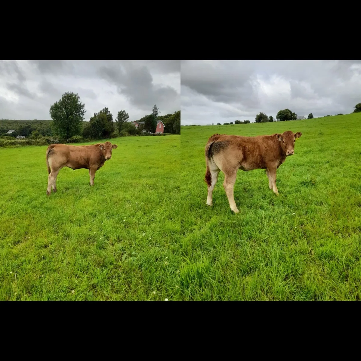 5* P.B.R  heifers