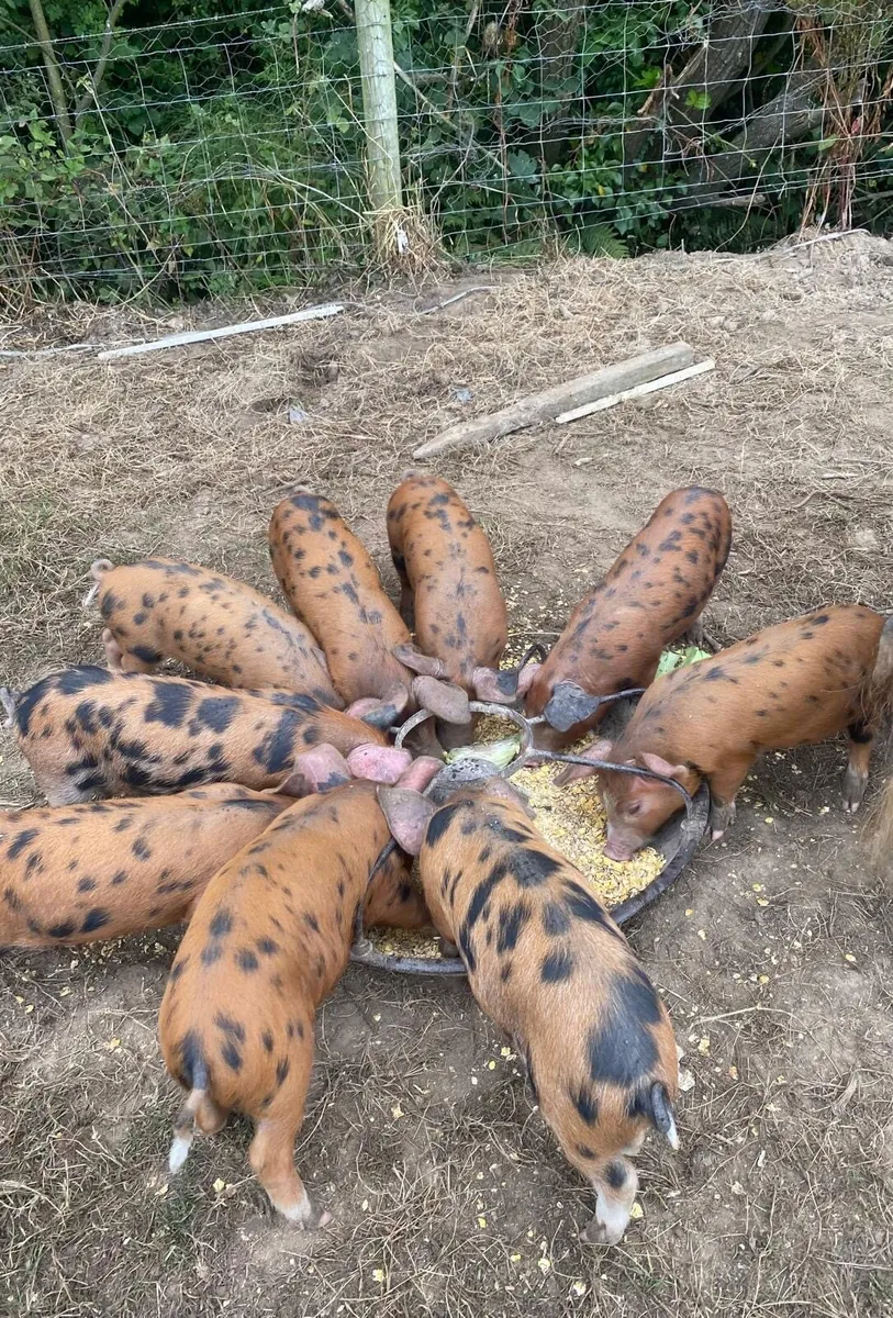 Oxford Sandy & Black Piglets - Image 1