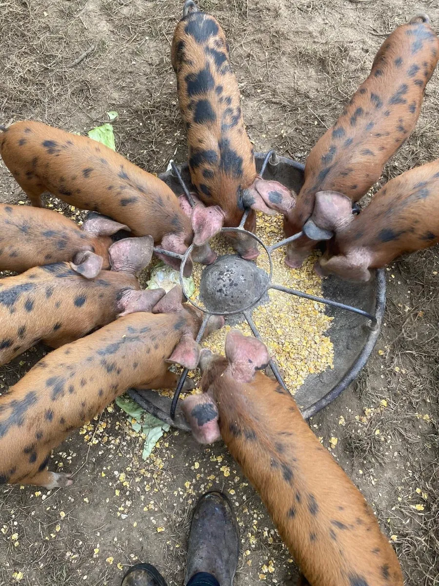 Oxford Sandy & Black Piglets - Image 2