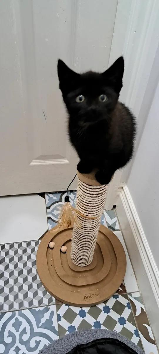 BOOKED!Kittens For Adoption - All Vet Work Include - Image 4