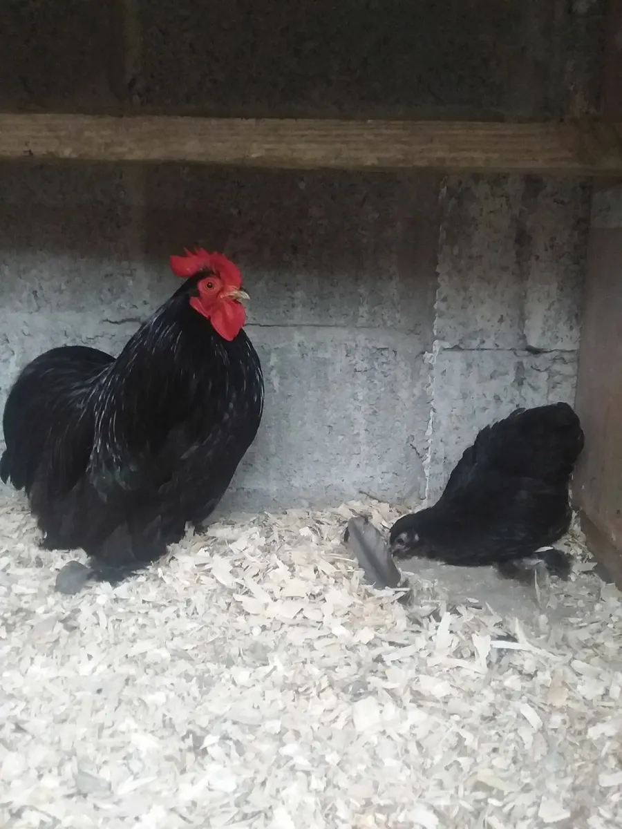 Buff Orpington and  PBblack pekin - Image 3