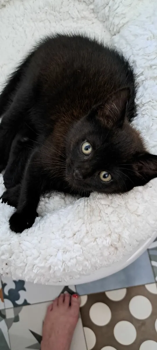 BOOKED!Kittens For Adoption - All Vet Work Include - Image 1