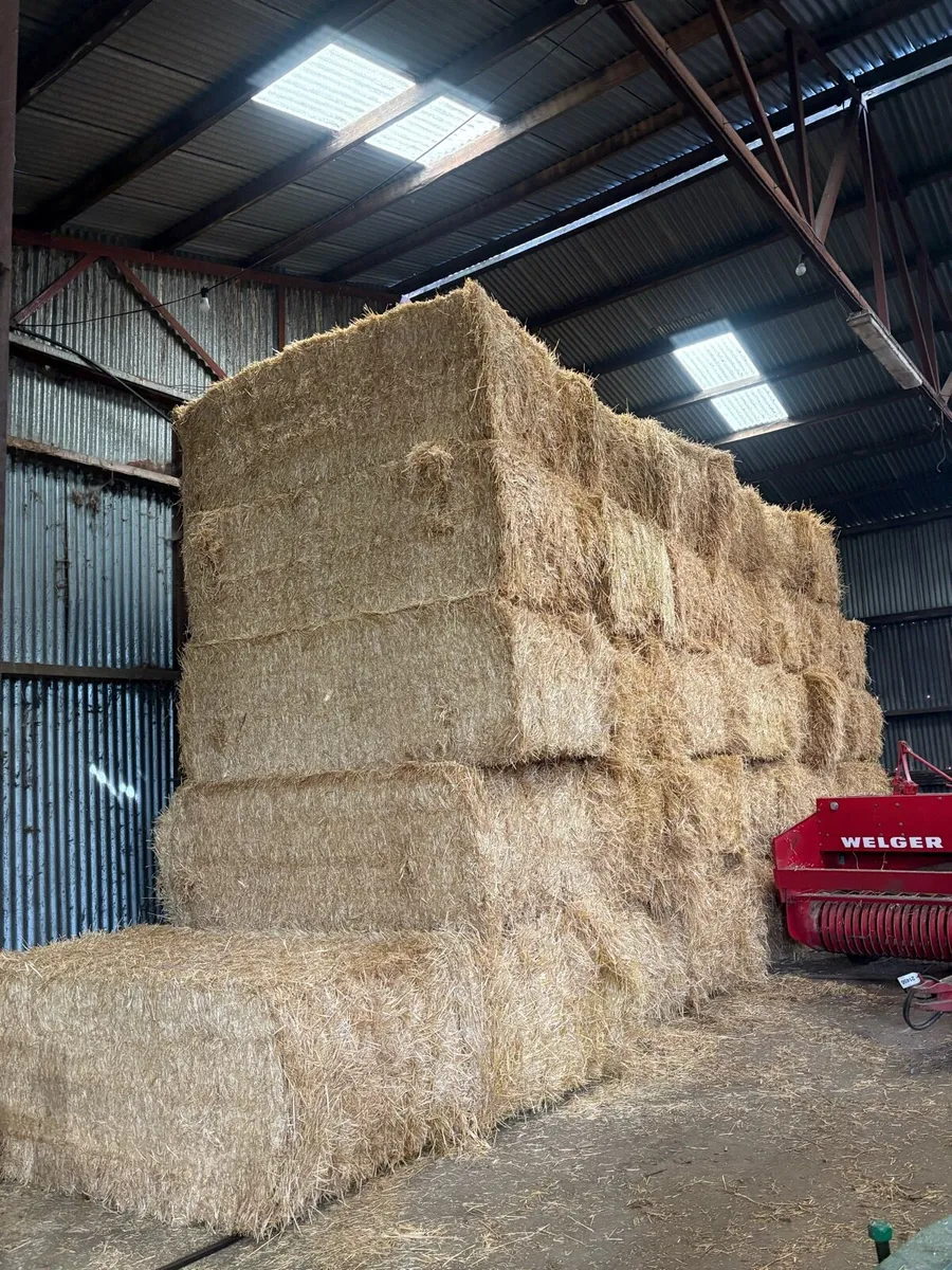 2025 English barley straw - Image 1