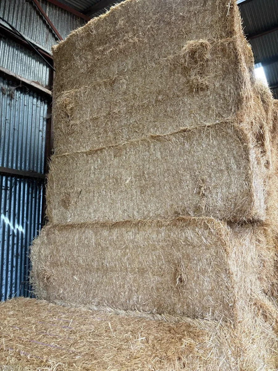 2025 English barley straw - Image 2