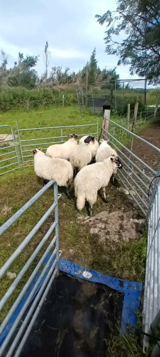 Ewe lambs - Image 1