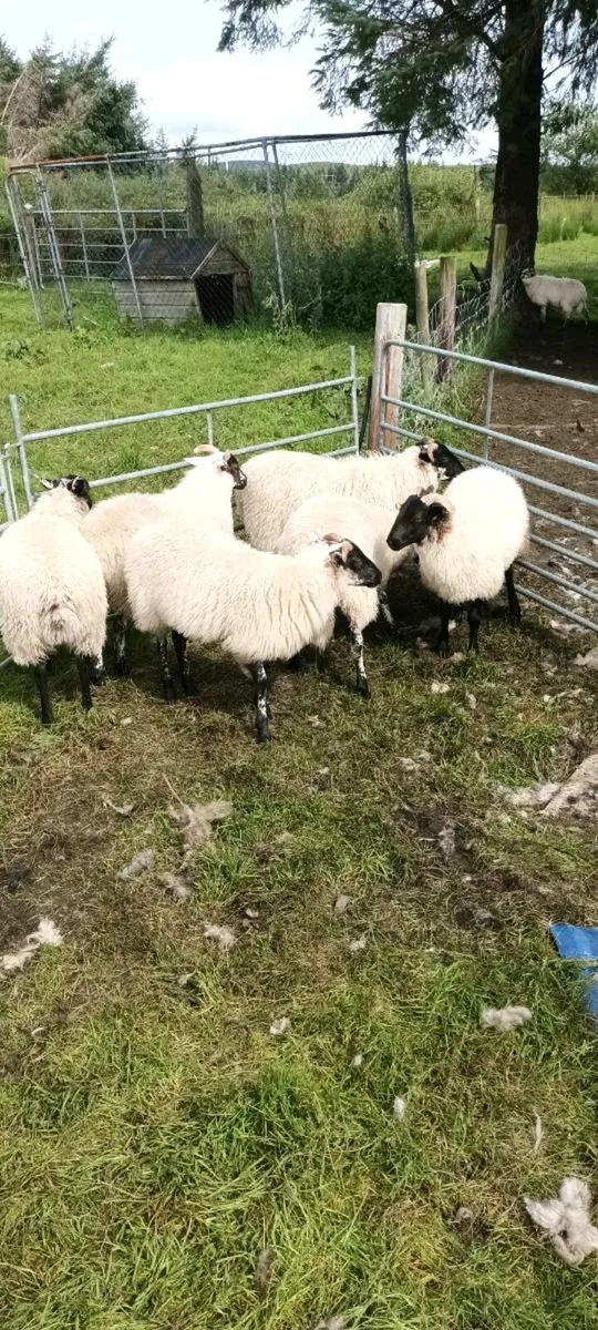 Ewe lambs - Image 2