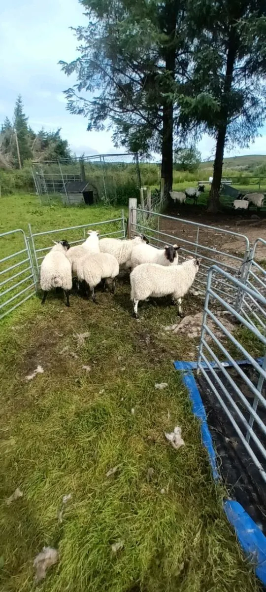 Ewe lambs - Image 3