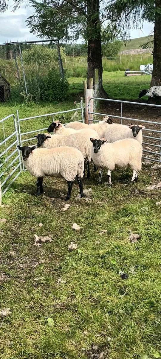 Ewe lambs - Image 4