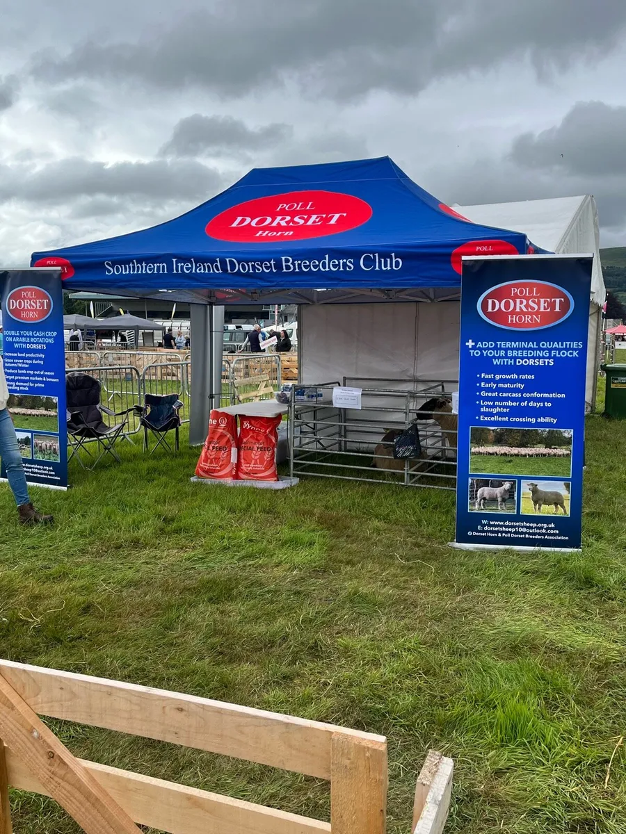 Pedigree Dorset sale - Image 2