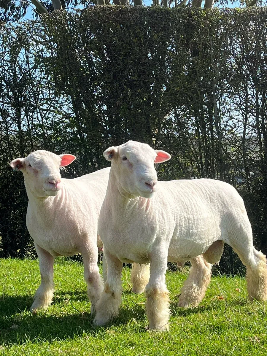 Pedigree Dorset sale - Image 3