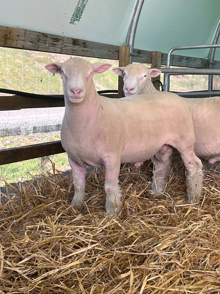 Pedigree Dorset sale - Image 4