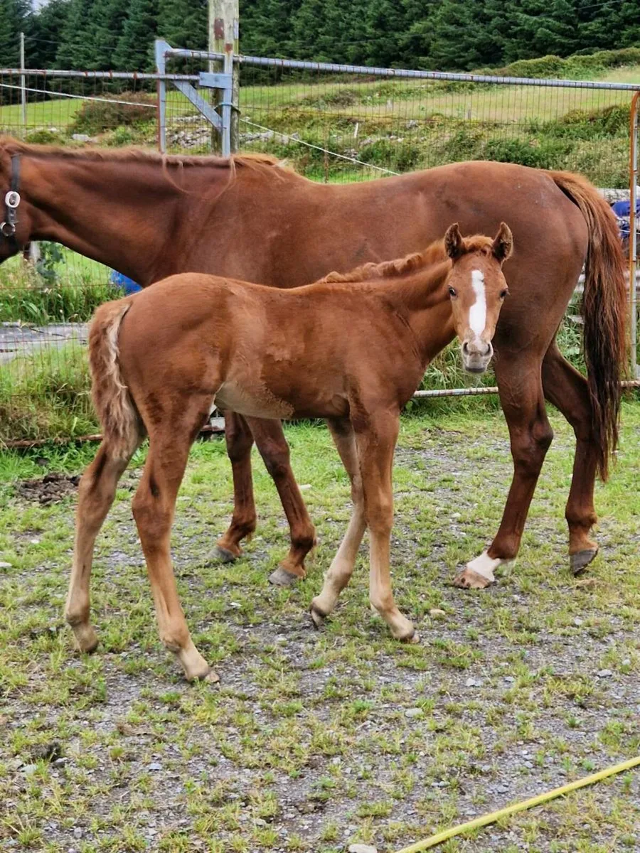 Mare - Image 4