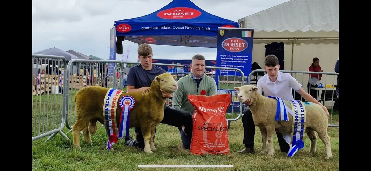 Pedigree Dorset sale - Image 1