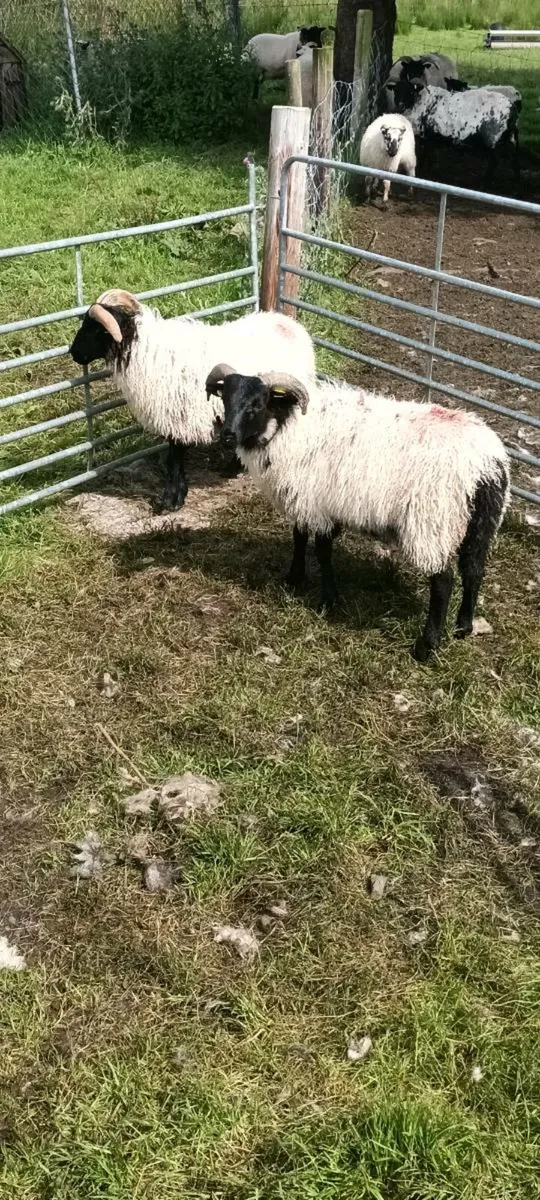 Sis approved ram lambs - Image 1