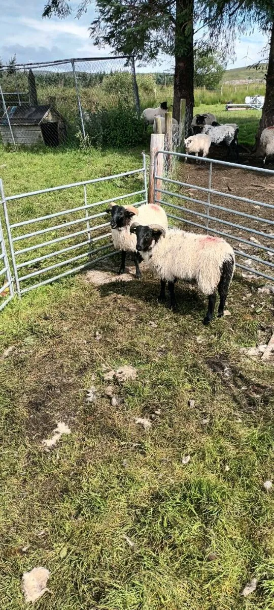 Sis approved ram lambs - Image 2