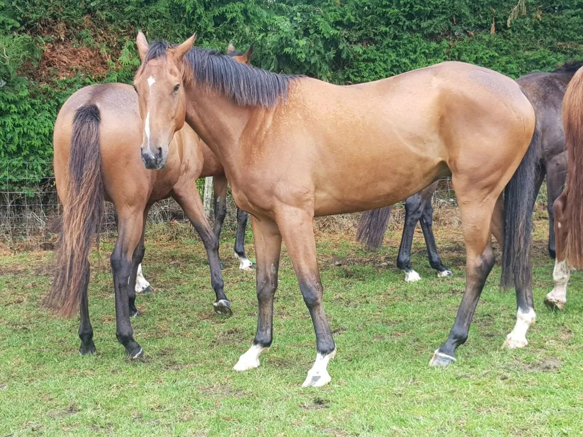 4yoGeldings. Idaho, Soldier Of Fortune, Valirann - Image 2