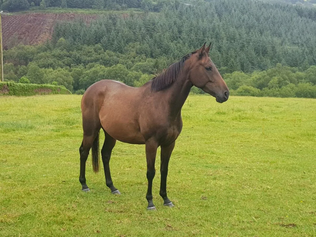 4yoGeldings. Idaho, Soldier Of Fortune, Valirann - Image 3