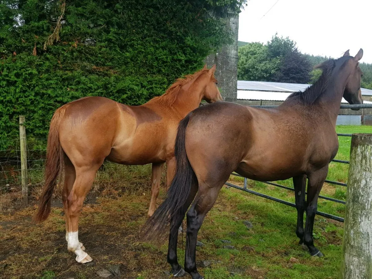 4yoGeldings. Idaho, Soldier Of Fortune, Valirann - Image 4