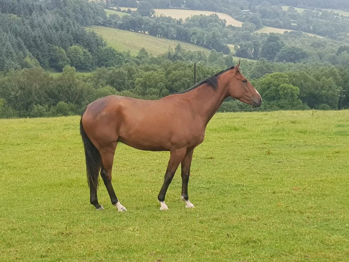 4yoGeldings. Idaho, Soldier Of Fortune, Valirann - Image 1
