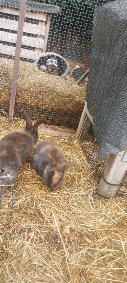 Bunnies - Image 1