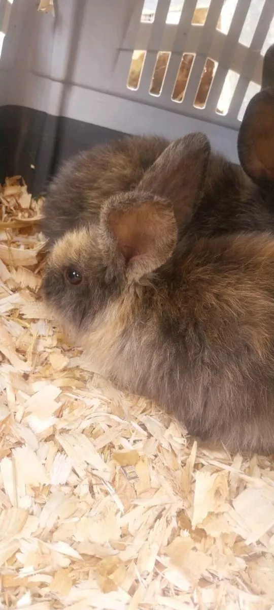Bunnies - Image 2