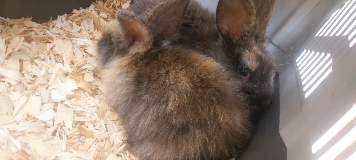 Bunnies - Image 3