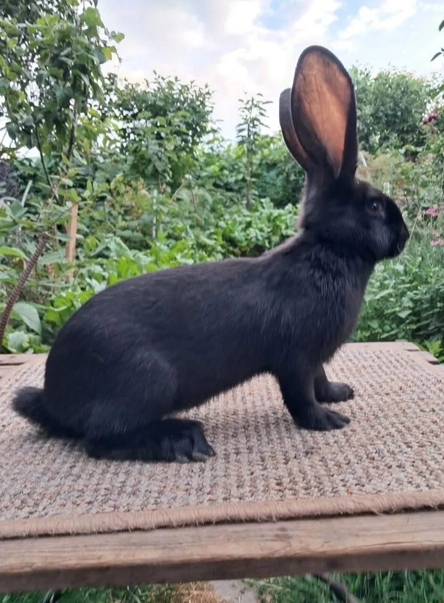 Rabbit - Image 2