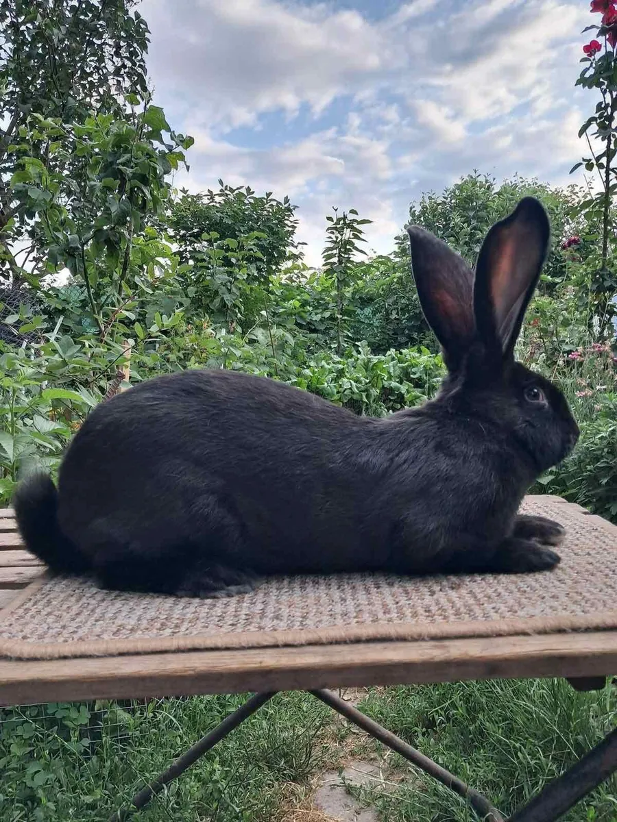 Rabbit - Image 3