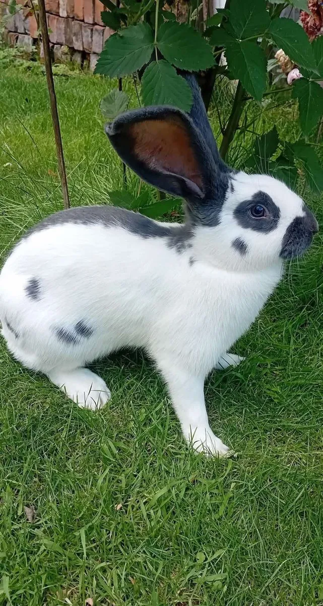 Rabbit - Image 4