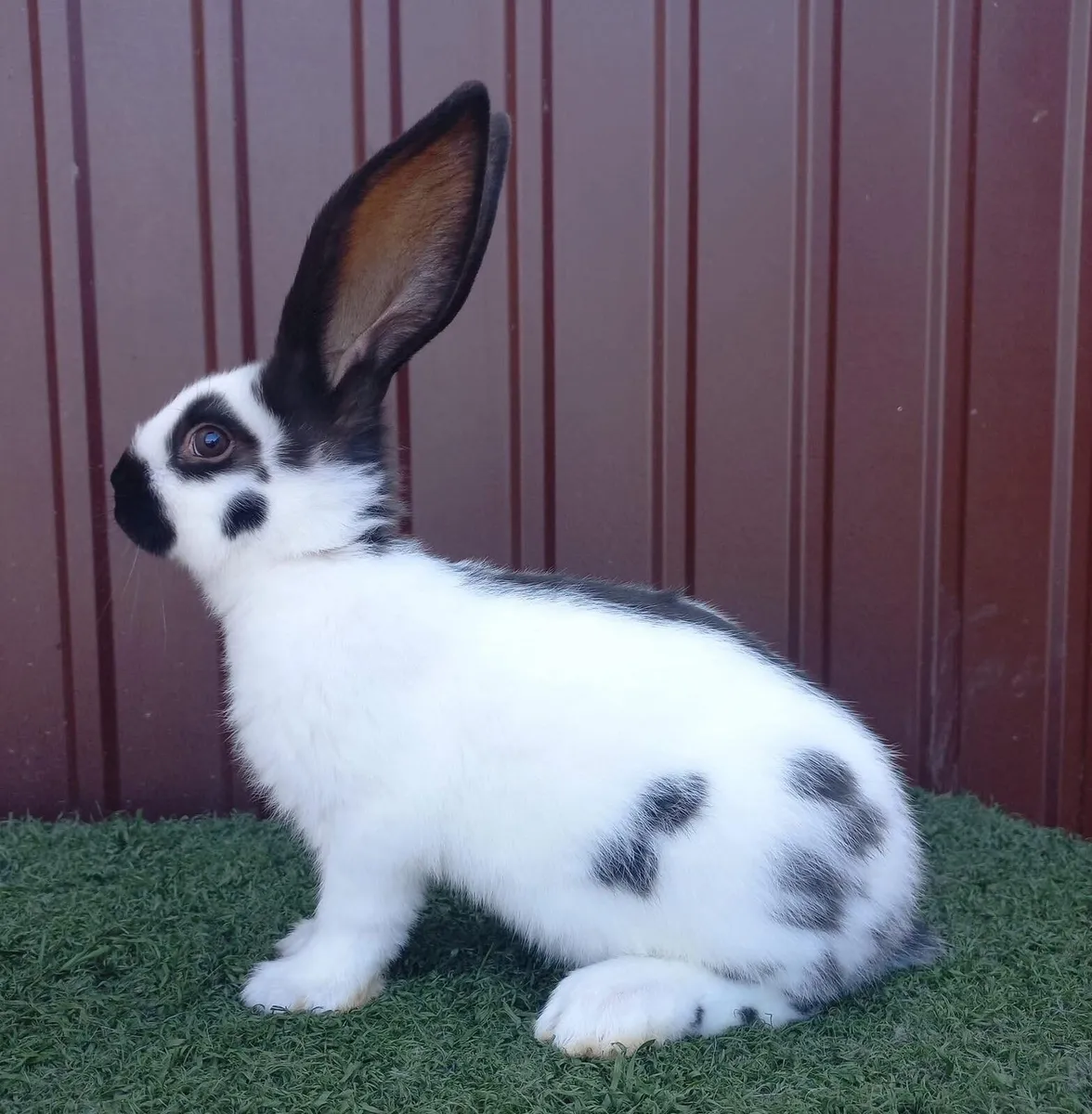 Rabbit - Image 1